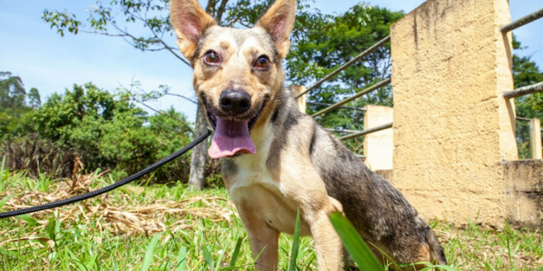 Atendimento para animais será agendado