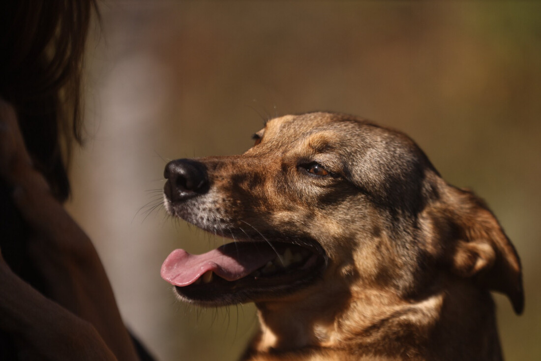 Bora ser Feliz, de Guararema, conta com novos cachorros para adoção responsável