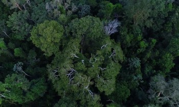 Países amazônicos defenderão fundo para preservar florestas
