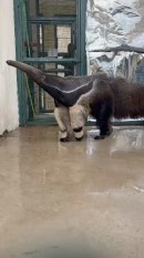 Vídeo mostra tamanduá atropelado voltando à natureza após reabilitação em SP
