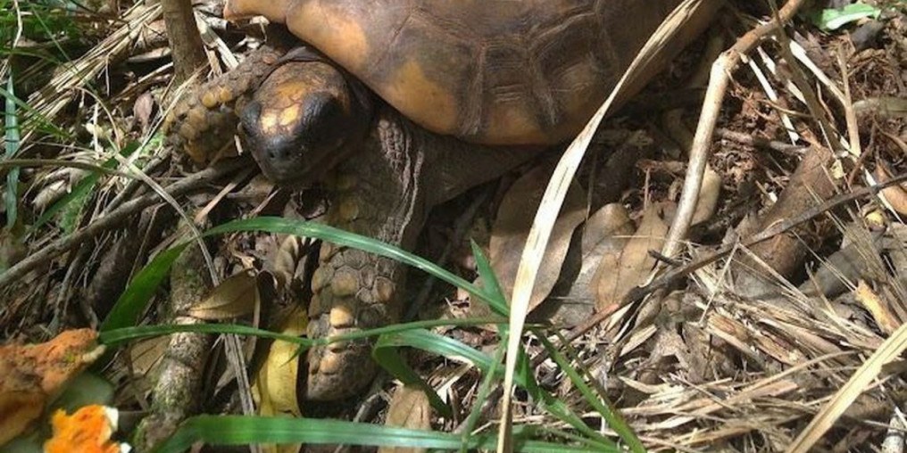 Campanha busca encontrar jabutis monitorados no Parque da Tijuca
