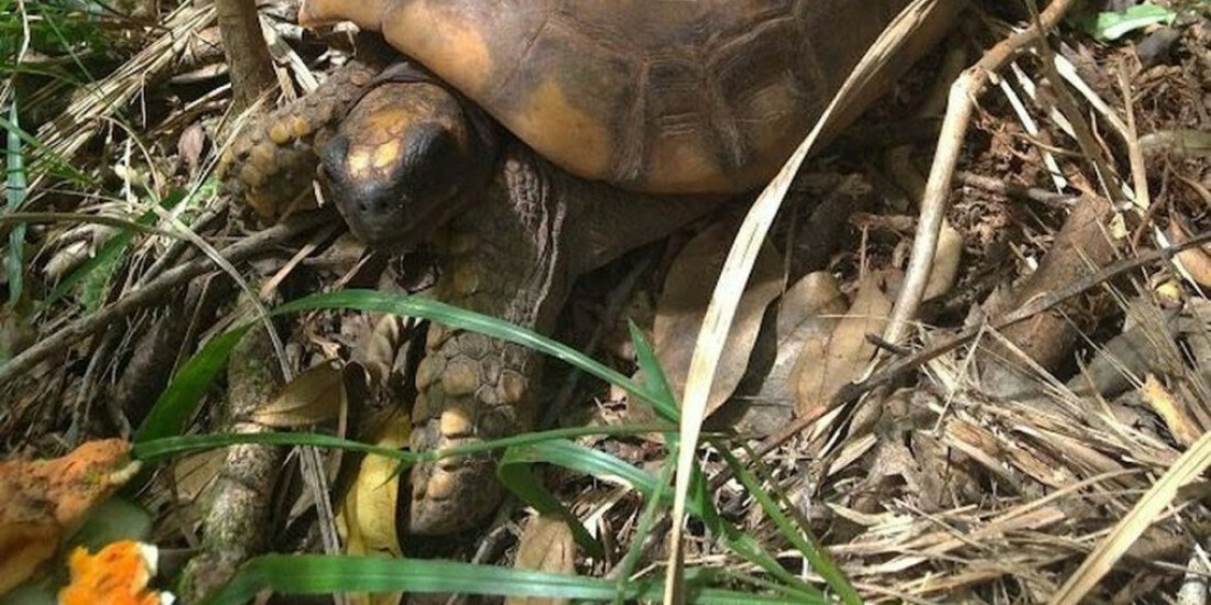 Campanha busca encontrar jabutis monitorados no Parque da Tijuca