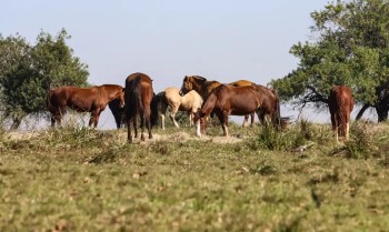 Três pessoas tiveram encefalite equina venezuelana no AM, diz Fiocruz