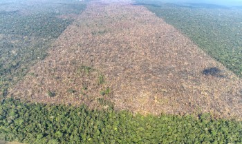 Desmatamento é responsável por mais de 28 mil mortes anuais por calor