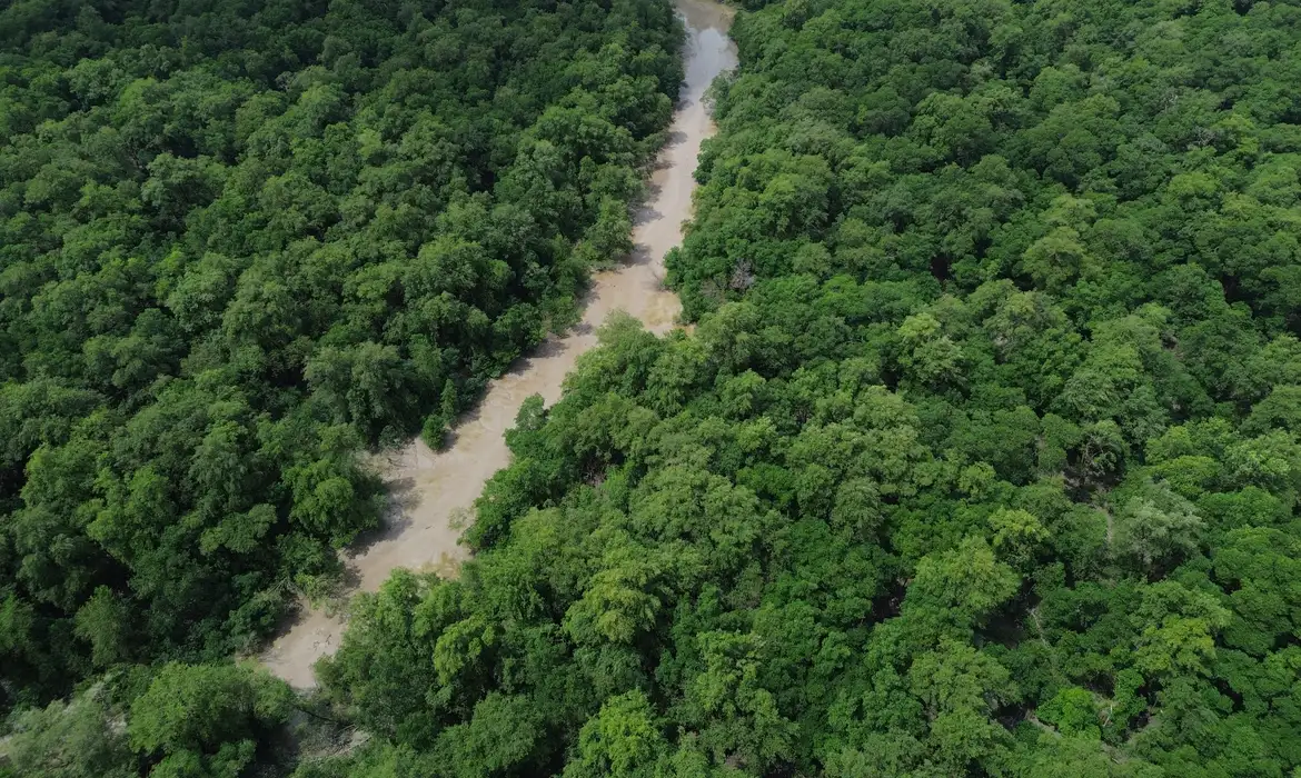 BNDES lança edital voltado para recuperação da floresta amazônia