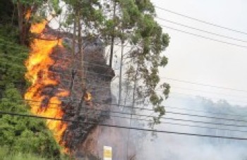 Queimada atinge mato ao lado da Via Perimetral