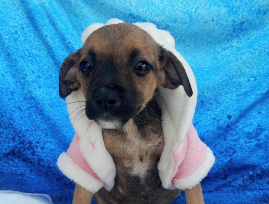 Itaquá tem 68 animais disponíveis para adoção