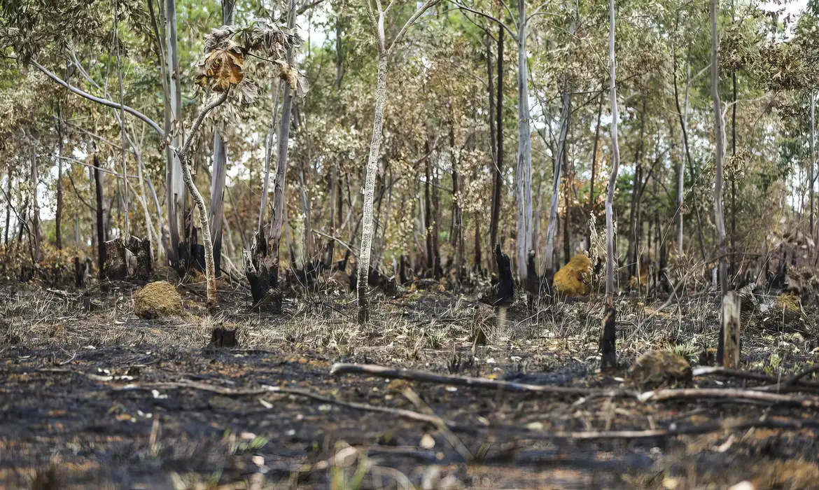 Ano de 2025 é quinto com maior área atingida por queimadas até agosto