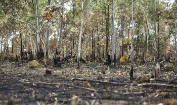 Ano de 2025 é quinto com maior área atingida por queimadas até agosto