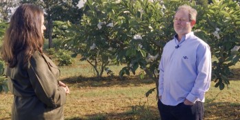 Caminhos da Reportagem mostra a goiaba brasileira que ganhou o mundo