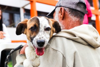 Ferraz realizará o 1° PetPalooza com muita diversão e atrações diversas