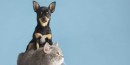 Chamamento público de castração de cães e gatos tem 375 municípios inscritos 