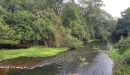 Semae Mogi comemora o Dia do Rio Tietê com plantio de mudas e soltura de peixes 