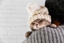 Pragas no inverno: medidas para preservar a saúde animal