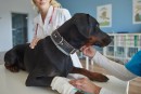 Primeiros socorros para cães e gatos: como agir em caso de emergência?