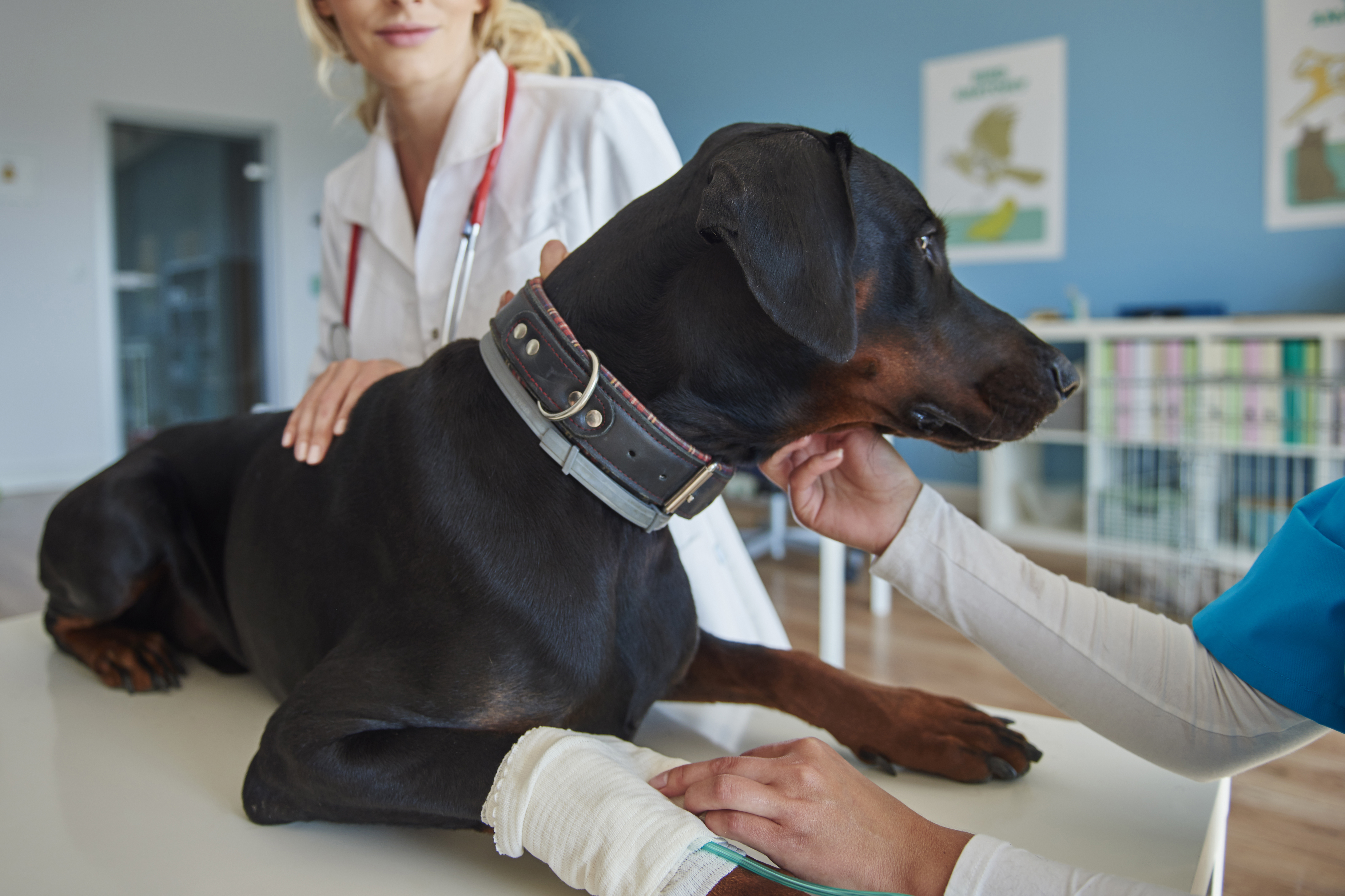 Primeiros socorros para cães e gatos: como agir em caso de emergência?