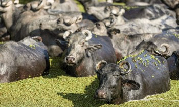 Fazendeiro planeja criar “universidade do búfalo” na Ilha de Marajó