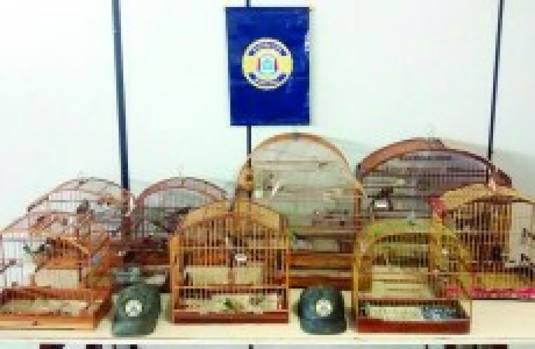 GCM estoura cativeiro de pássaros silvestres em Suzano
