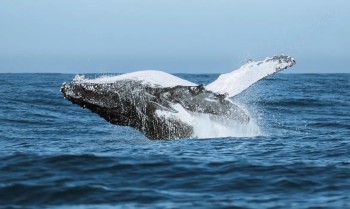 Festival une ciência, tecnologia e meio ambiente no audiovisual