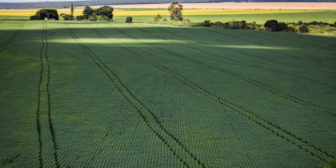 Berço das águas, Cerrado recebe 600 mi de litros de agrotóxico por ano