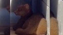 Gato-mourisco é avistado no bairro Taboão e CCZ é acionado
