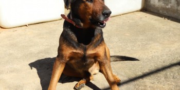 Itaquá sanciona lei que obriga motorista a socorrer animais atropelados