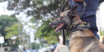 Após oito anos de serviço na GCM, cão Hunter se aposenta