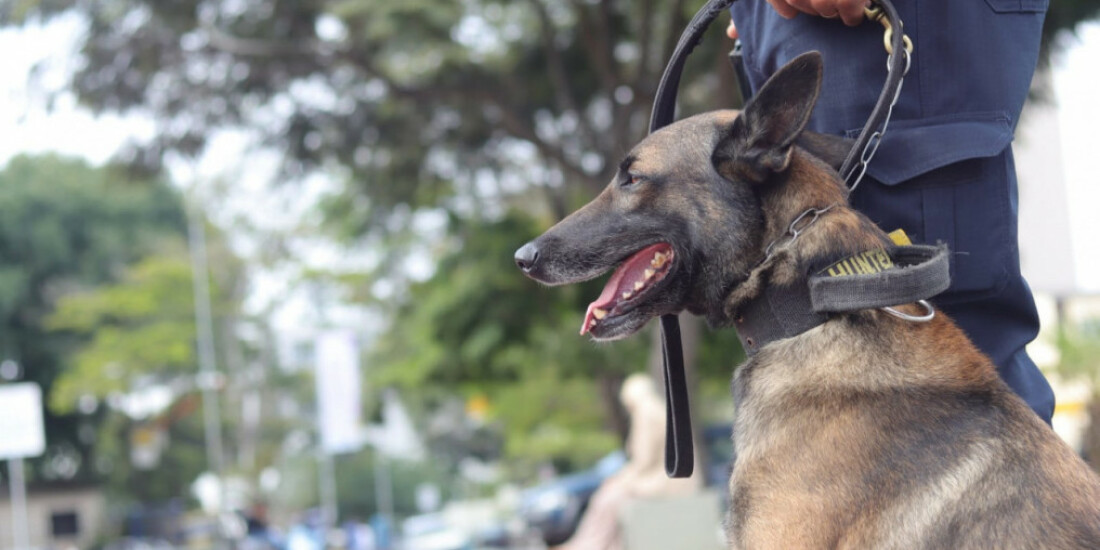 Após oito anos de serviço na GCM, cão Hunter se aposenta