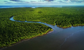 Exposição no CCBB RJ destaca importância e riqueza dos manguezais