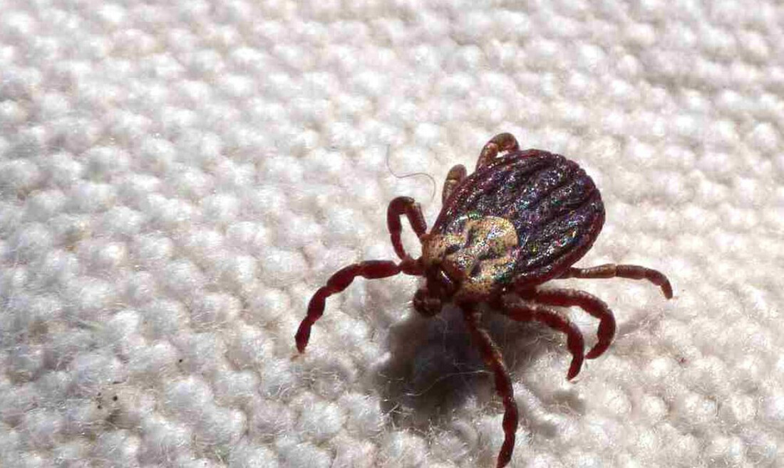 Febre maculosa causa mais duas mortes no interior de São Paulo