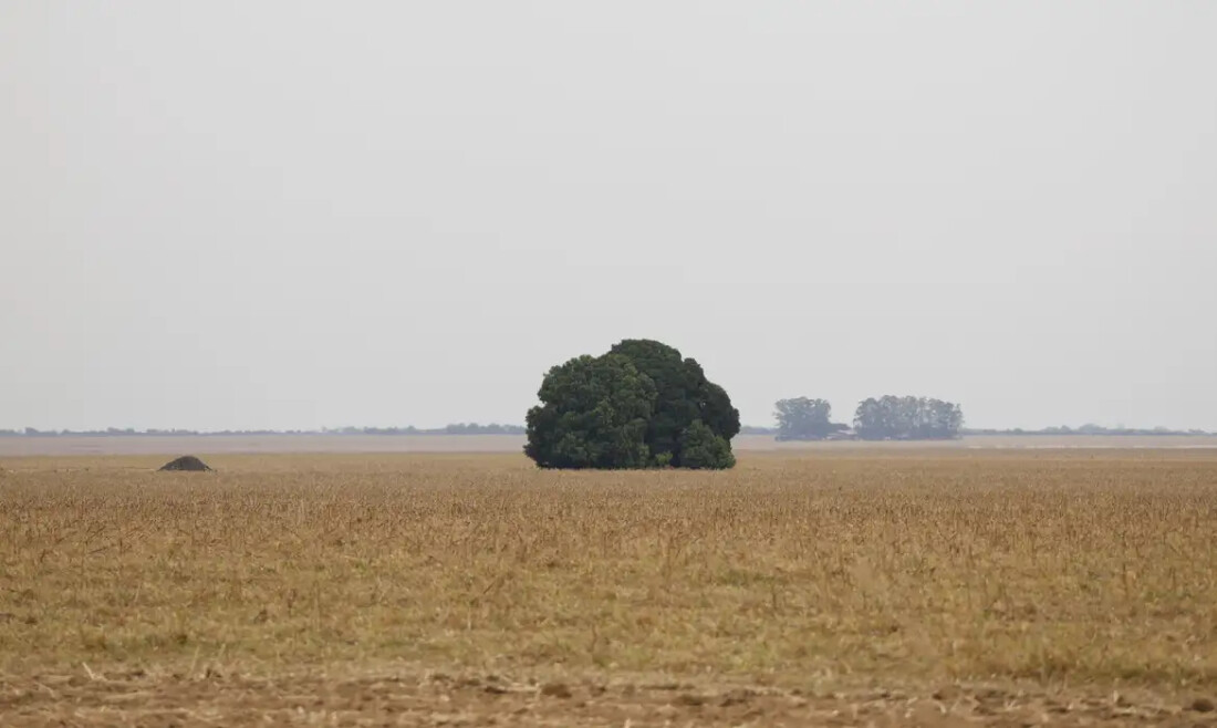 Fronteira Cerrado: o agronegócio entre desenvolvimento e destruição