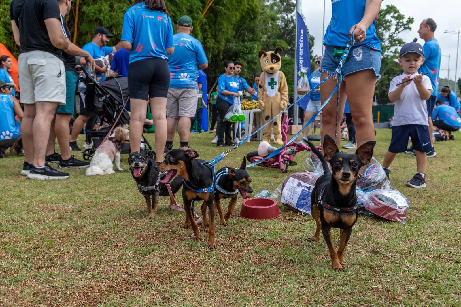 Guararema terá 3ª CãoMinhada com feira de adoção e cadastro para castração 