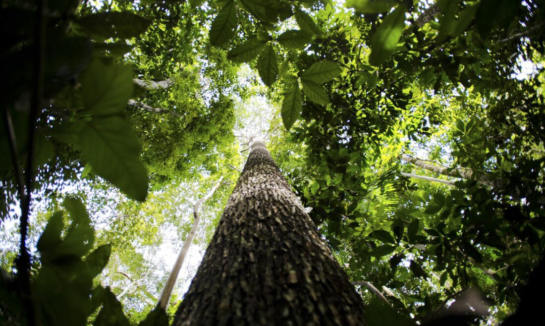 Fundo para florestas tropicais atinge aporte de US$ 5,5 bilhões