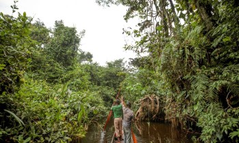 França lidera ação de US$ 2,5 bilhões para proteger floresta do Congo