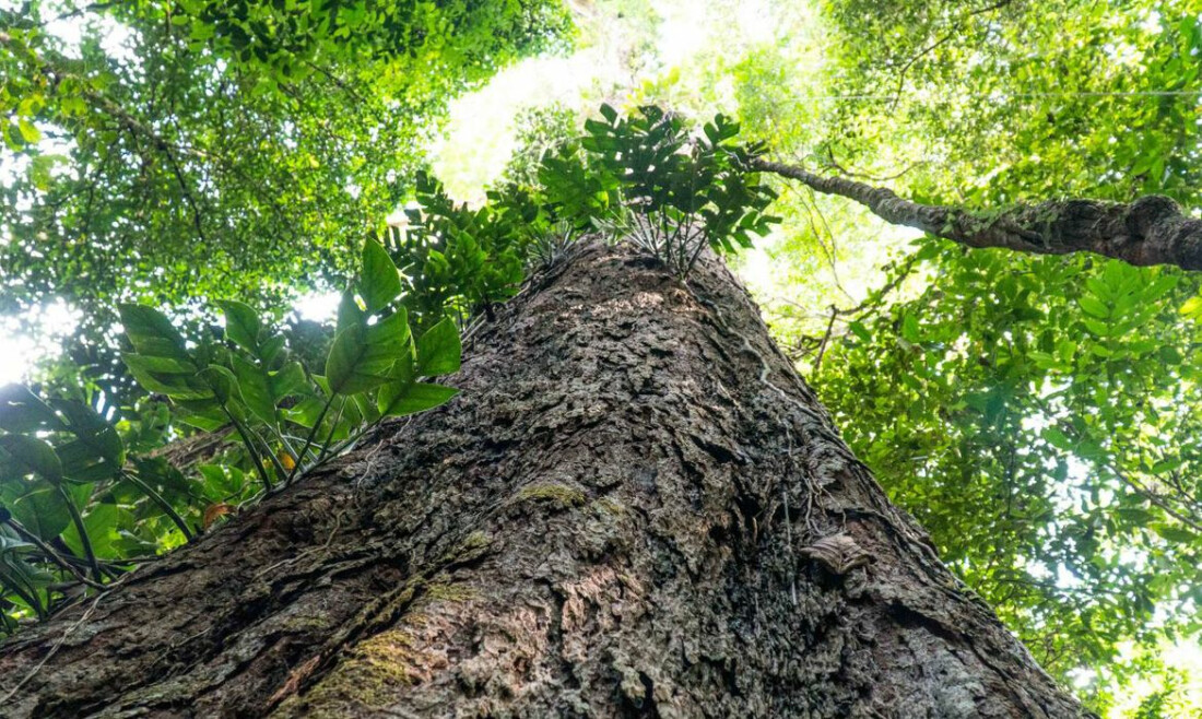 Suíça anuncia doação de R$ 33 milhões para Fundo Amazônia