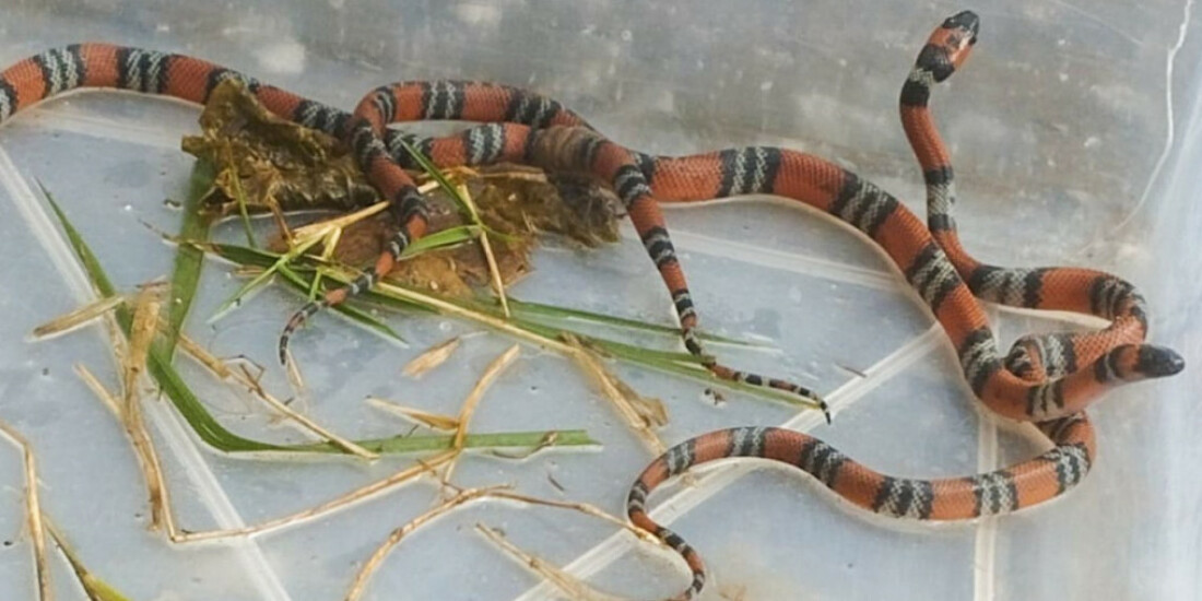 Guarda ambiental de Poá resgata animais