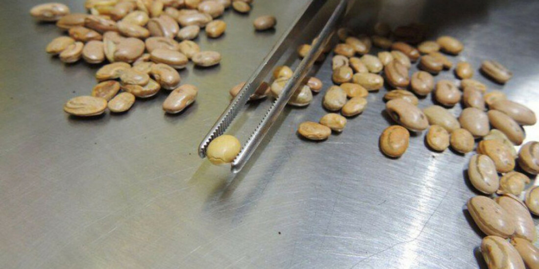 Fiscais apreendem arroz, feijão, café e azeite com irregularidades