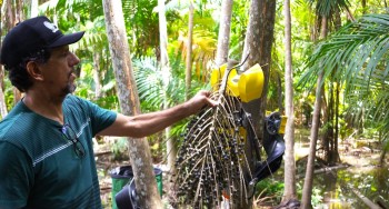 Alto Tietê é destaque na COP30 com projeto-piloto de colheita na Mata Atlântica