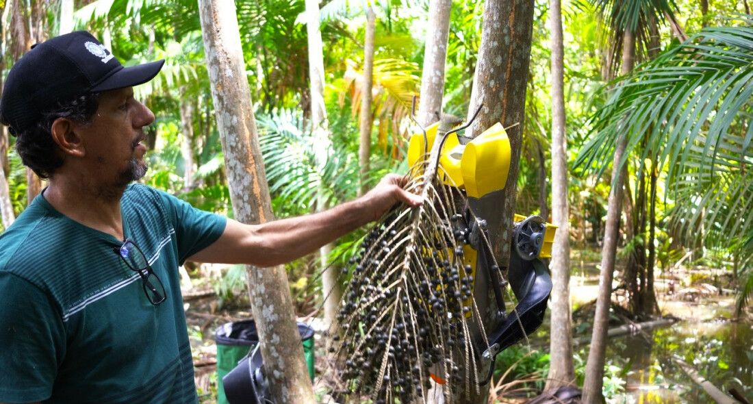 Alto Tietê é destaque na COP30 com projeto-piloto de colheita na Mata Atlântica