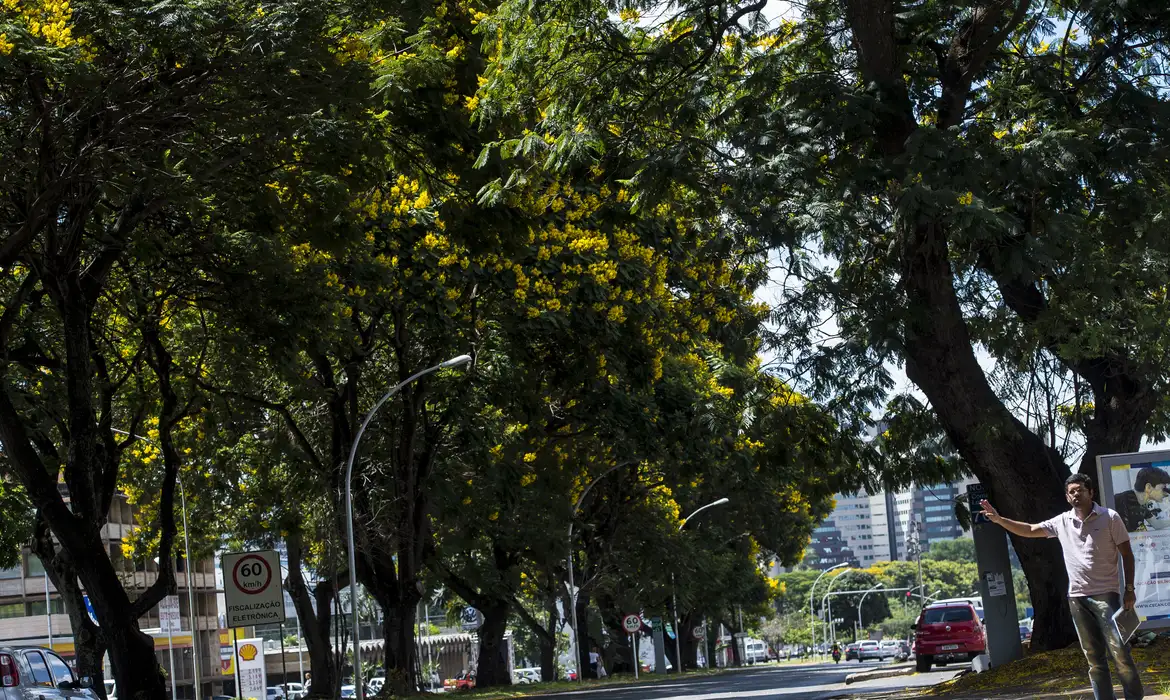 COP30: Brasil lança plano nacional para aumentar arborização urbana