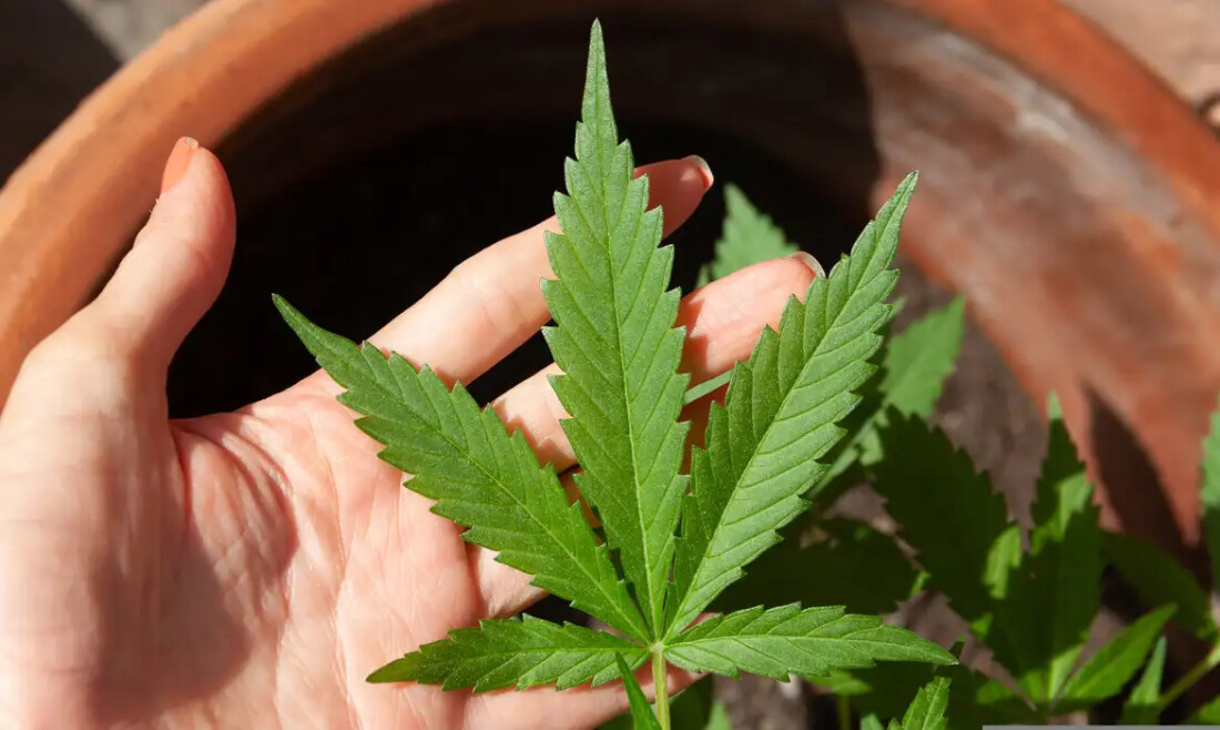 STJ adia prazo para regulamentação do plantio de cannabis medicinal