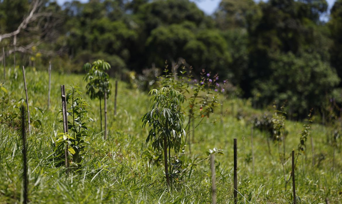 Revisão do IBGE: Mata Atlântica perde 1% de área e Cerrado ganha 1,8%