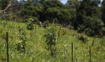 Revisão do IBGE: Mata Atlântica perde 1% de área e Cerrado ganha 1,8%
