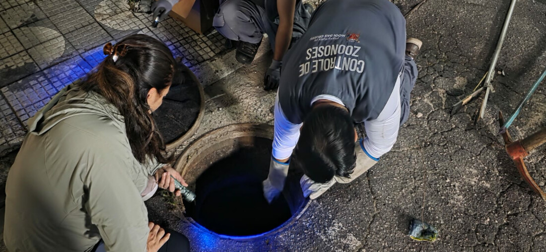 Centro de Controle de Zoonoses captura 20 escorpiões em ação noturna 
