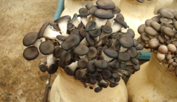 Mogi tem duas CPLs aprovadas e pode receber até R$ 1,5 milhão do Estado