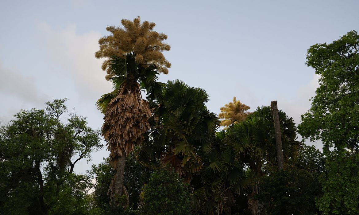 Palmeiras raras florescem no Parque do Flamengo após 60 anos