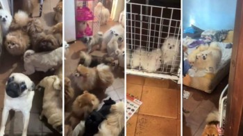 PM de SP resgata mais de 70 cães em situação de maus-tratos em Arujá