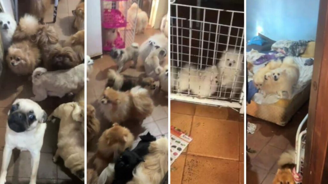 PM de SP resgata mais de 70 cães em situação de maus-tratos em Arujá