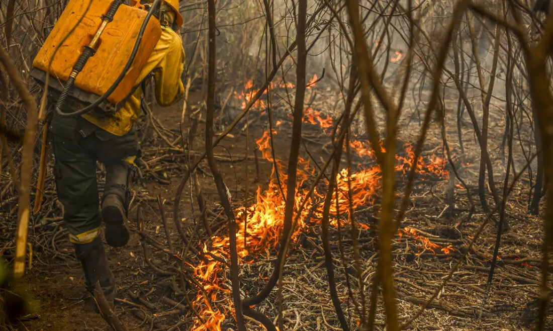 Governo lança painel inédito para rastrear gastos ambientais