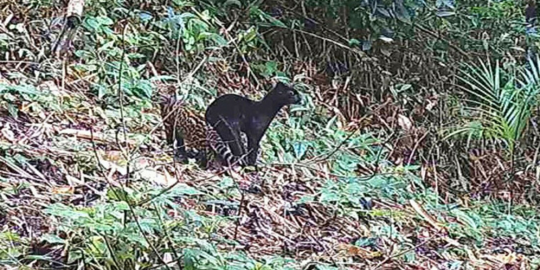 Felino selvagem raro é visto em reserva da Mata Atlântica